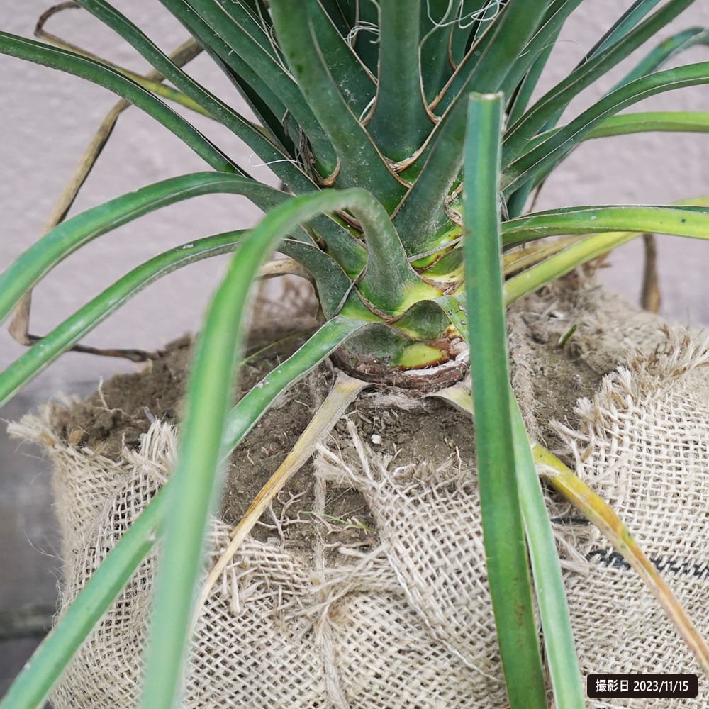 ユッカ フィリフェラ 苗 販売 苗木部 By 花ひろばオンライン