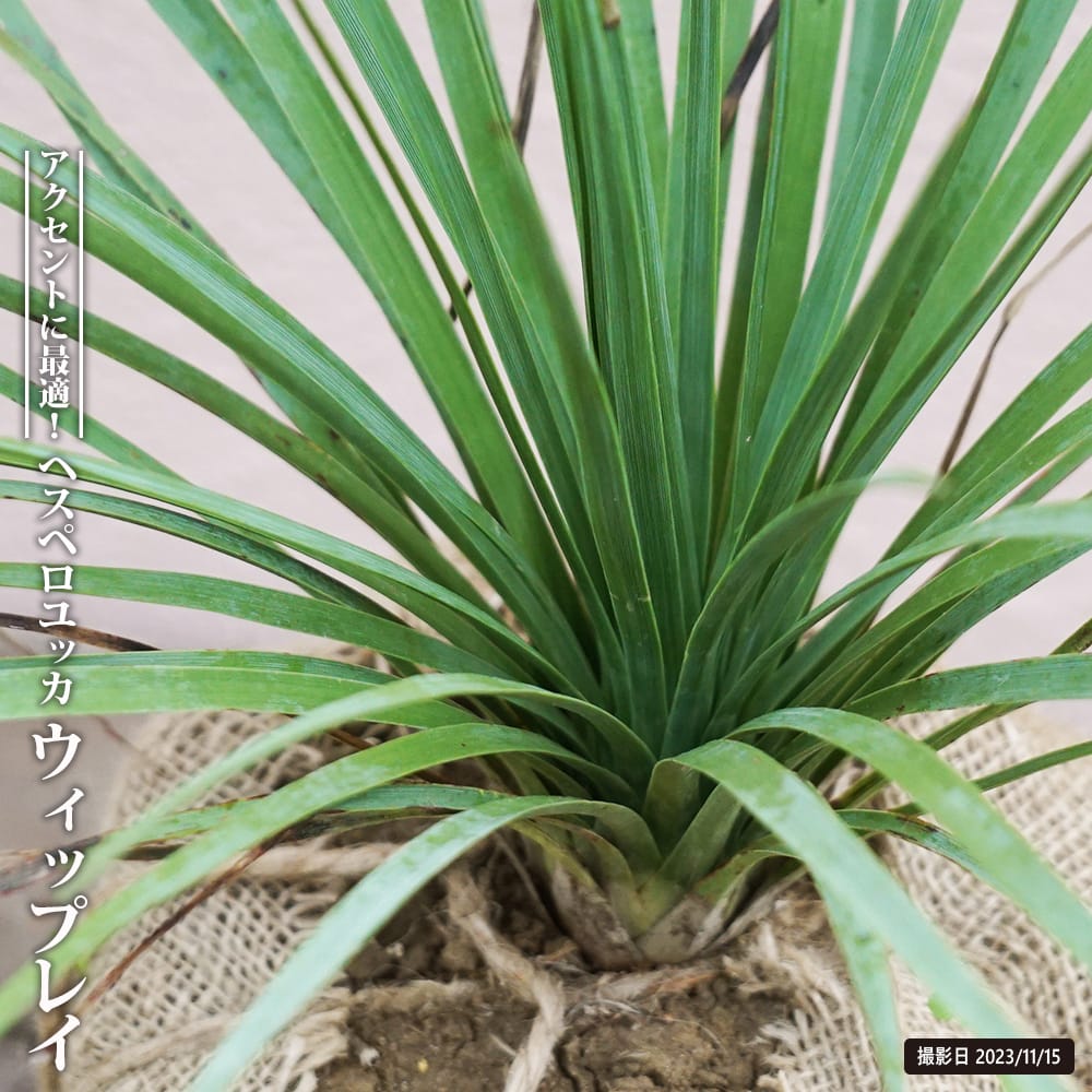 ユッカ ウィップレイ 