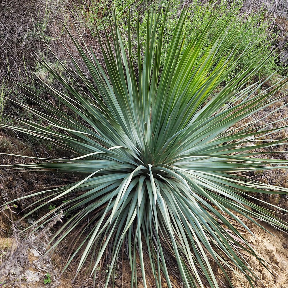 ユッカ ウィップレイ 1