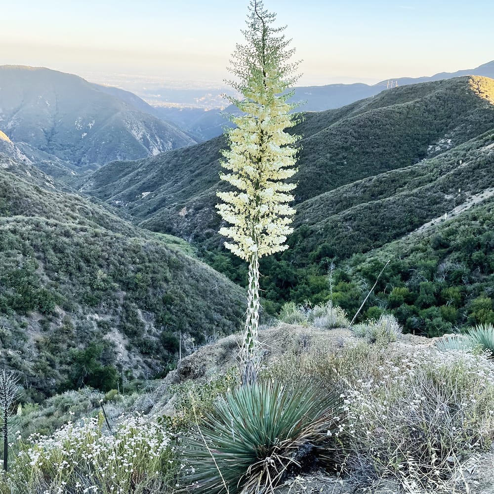 ユッカ ウィップレイ 2