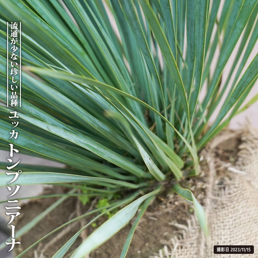 ユッカ トンプソニアーナ 