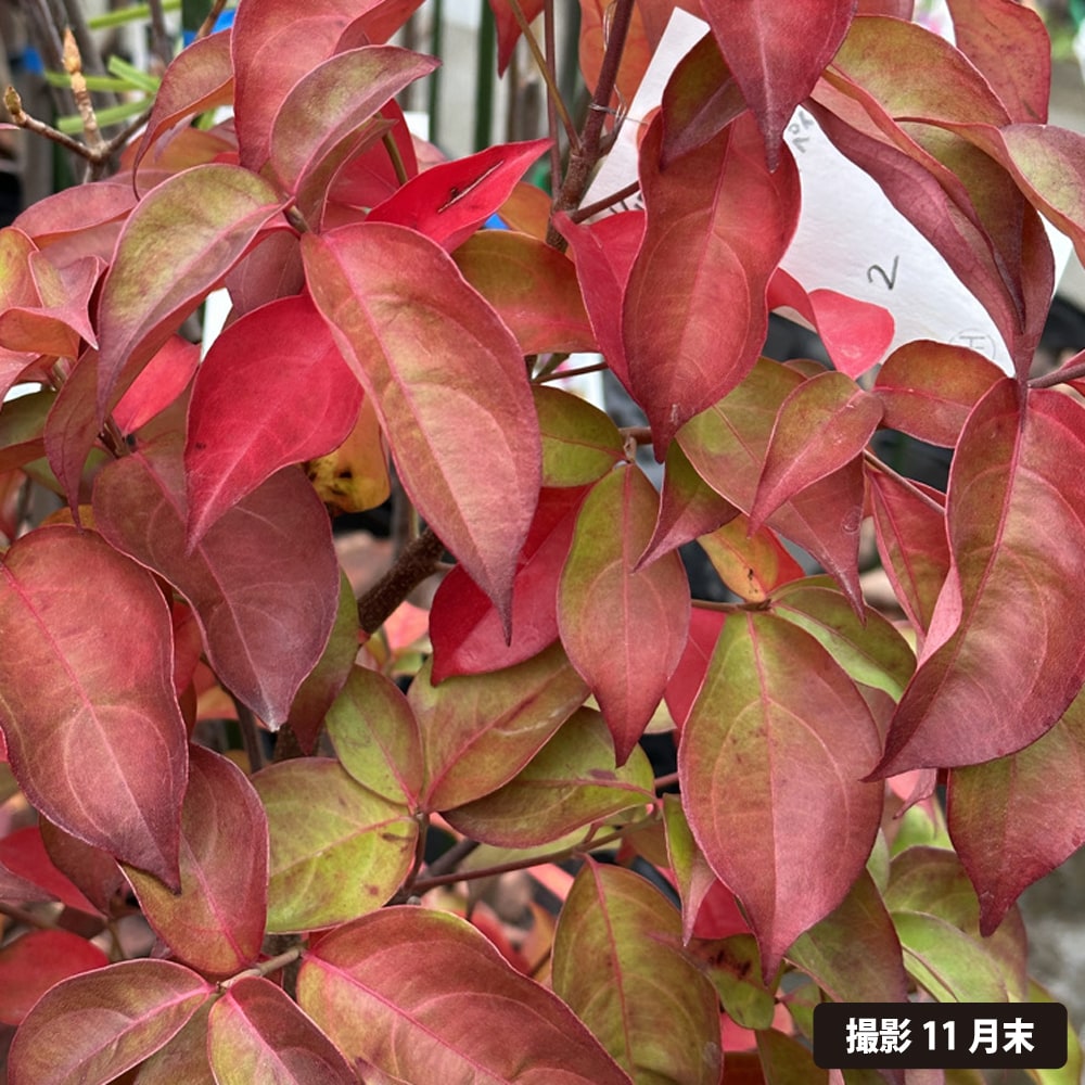 常緑ヤマボウシ イワツキレッドペイジ 2