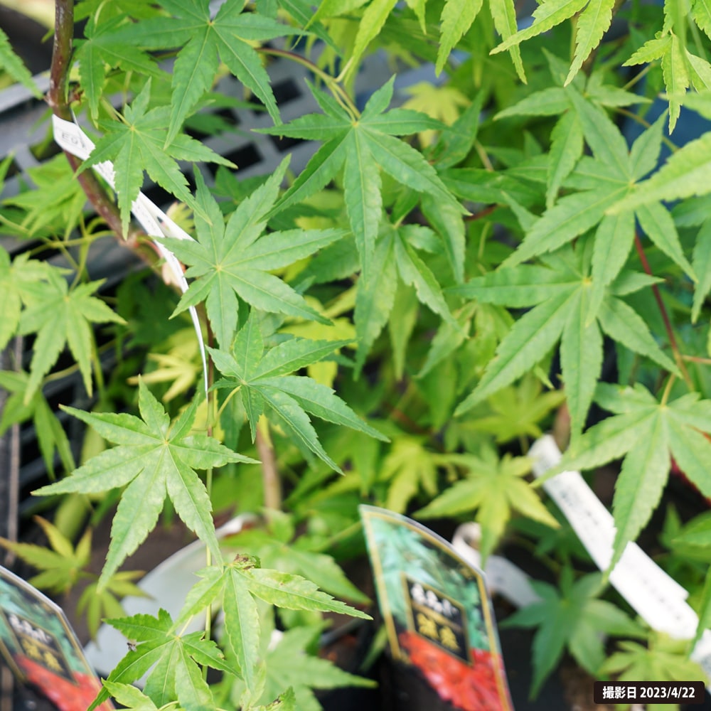 カエデ・もみじ イロハモミジ系 流泉の通販 苗木部 By 花ひろばオンライン