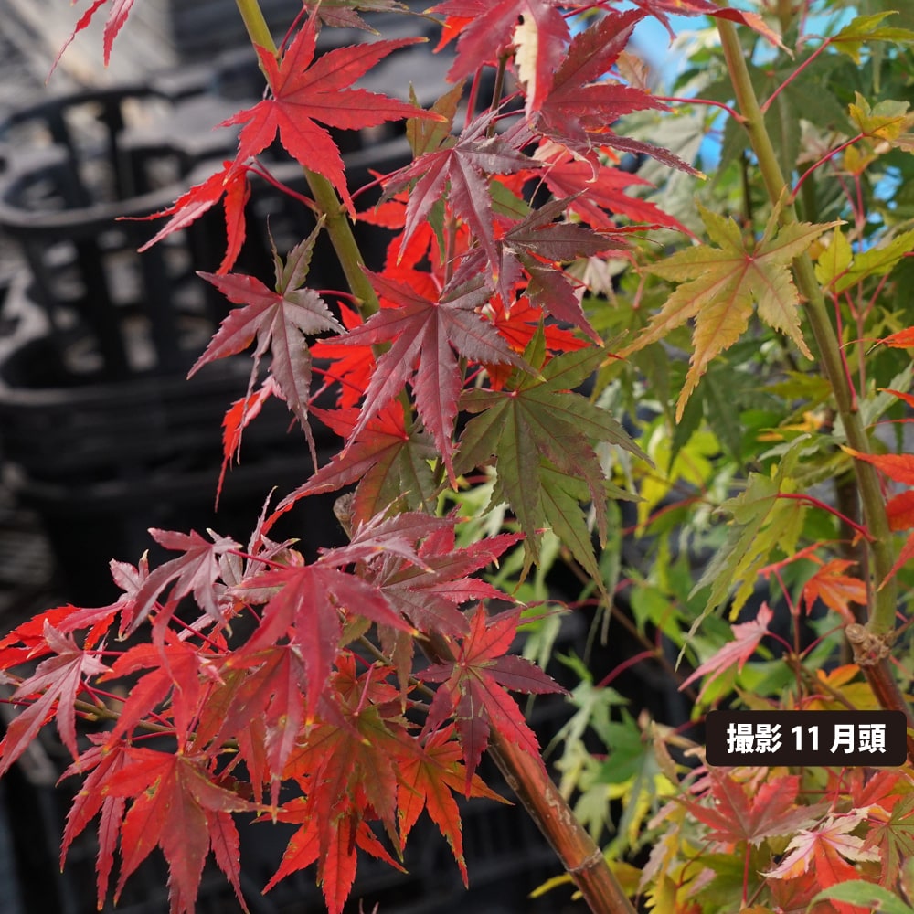 カエデ・もみじ 旭鶴の通販 苗木部 By 花ひろばオンライン