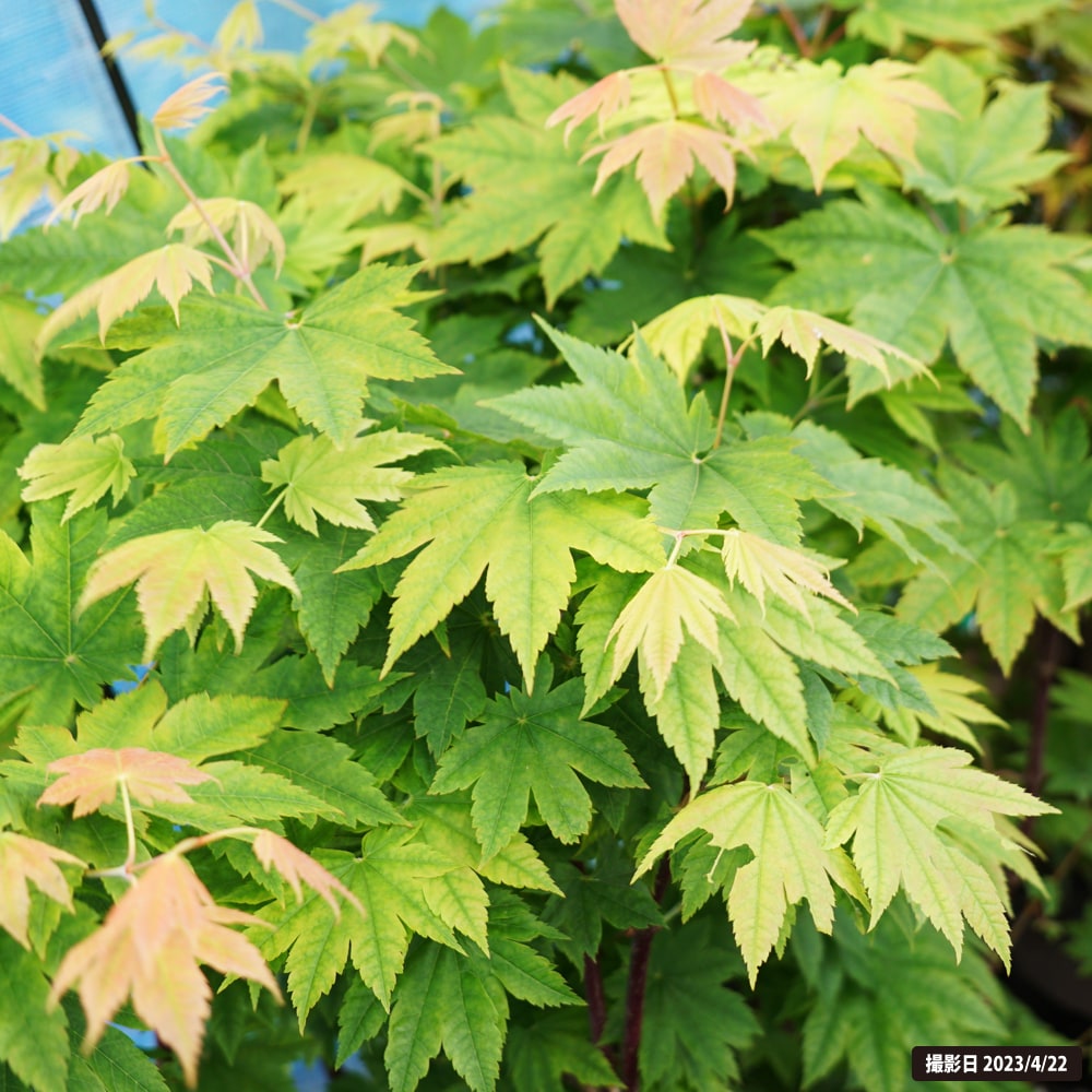 カエデ・もみじ 青板屋 1