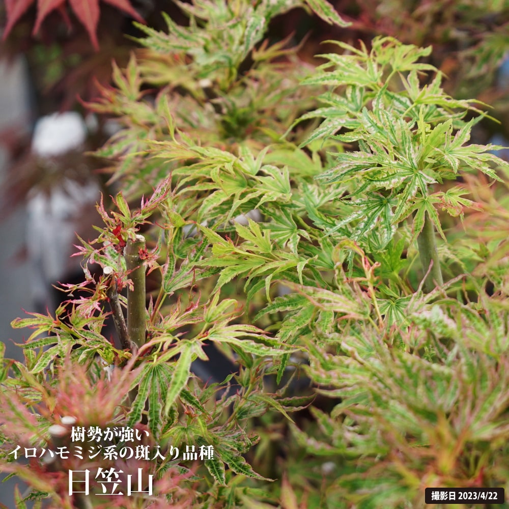 カエデ・もみじ 日笠山 