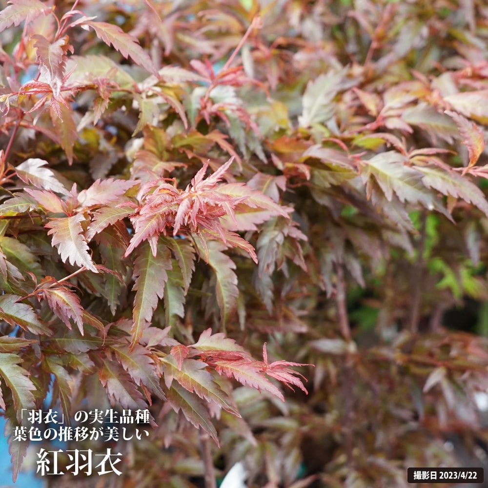 カエデ・もみじ イロハモミジ系 紅羽衣の通販 苗木部 By 花ひろば