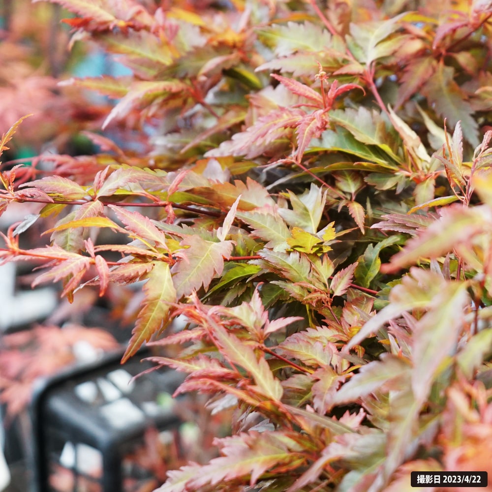 カエデ・もみじ 紅羽衣 2