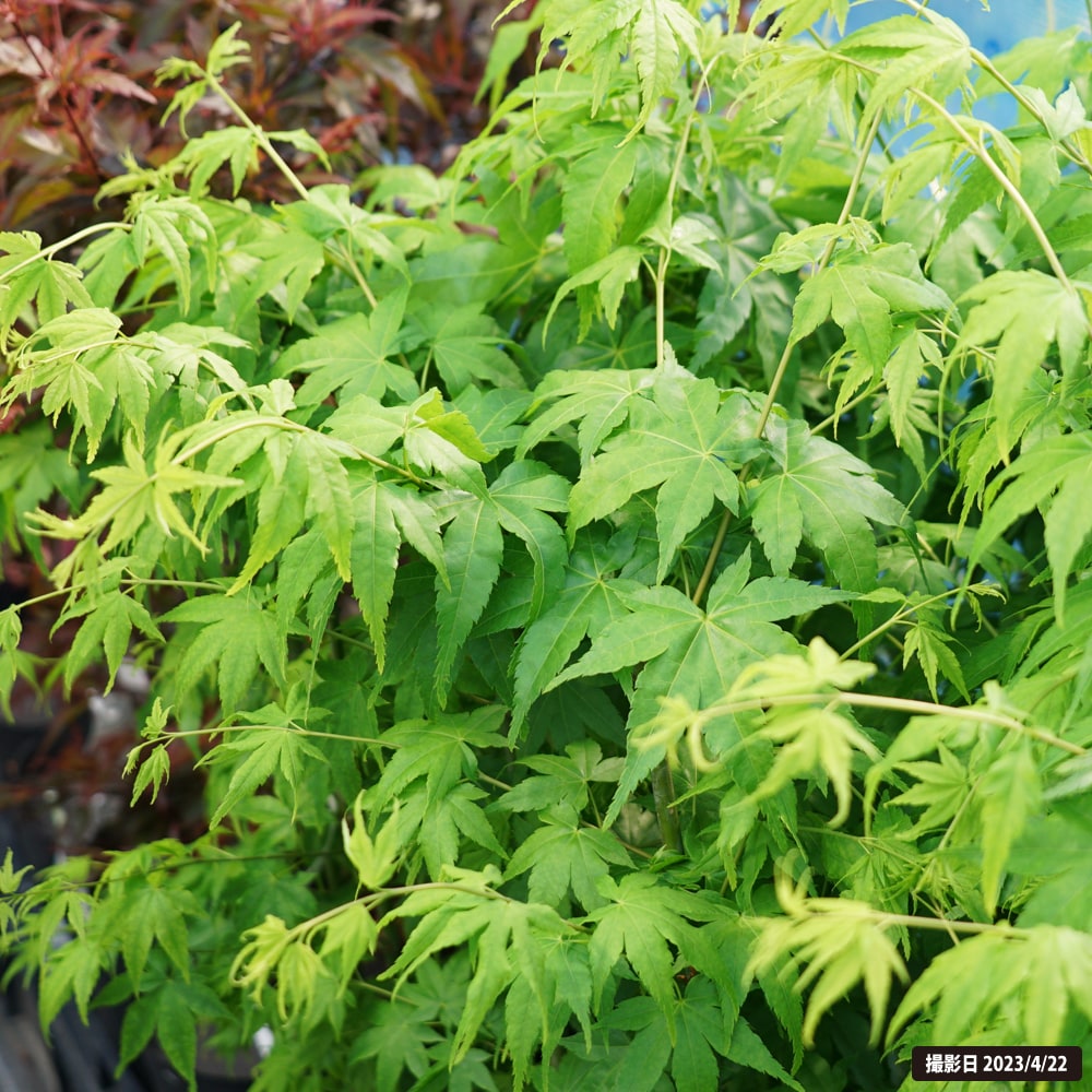 カエデ・もみじ 青柳 苗 販売 苗木部 By 花ひろばオンライン