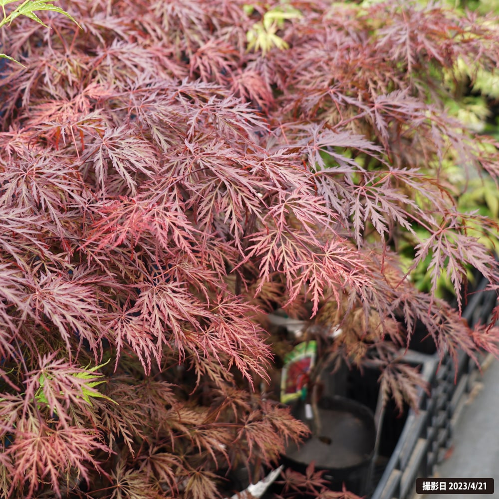 カエデ・もみじ イロハモミジ系 むつ紅しだれ 苗 販売 苗木部 By 花