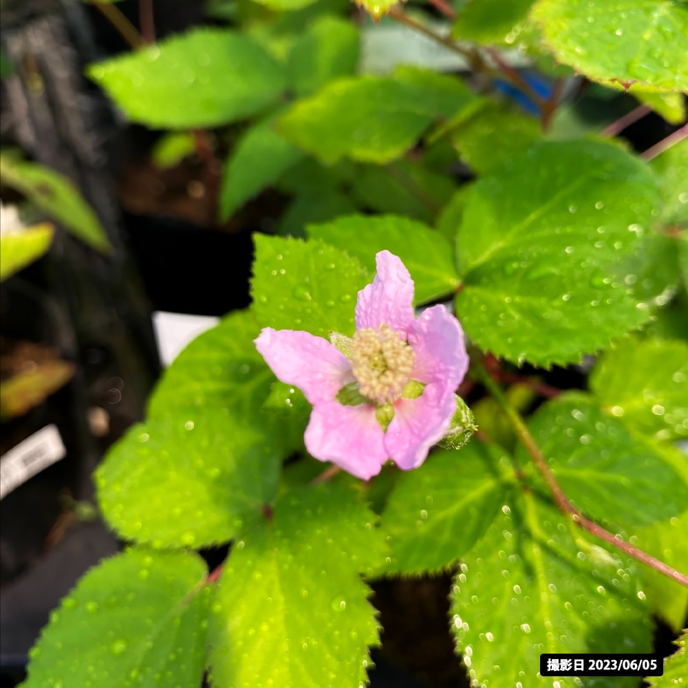 ブラックベリー トゲなし サテンブラック 苗 販売 苗木部 By 花ひろば