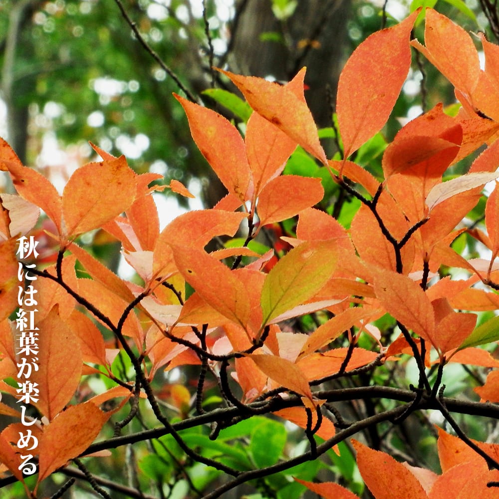 カマツカの通販 苗木部 By 花ひろばオンライン