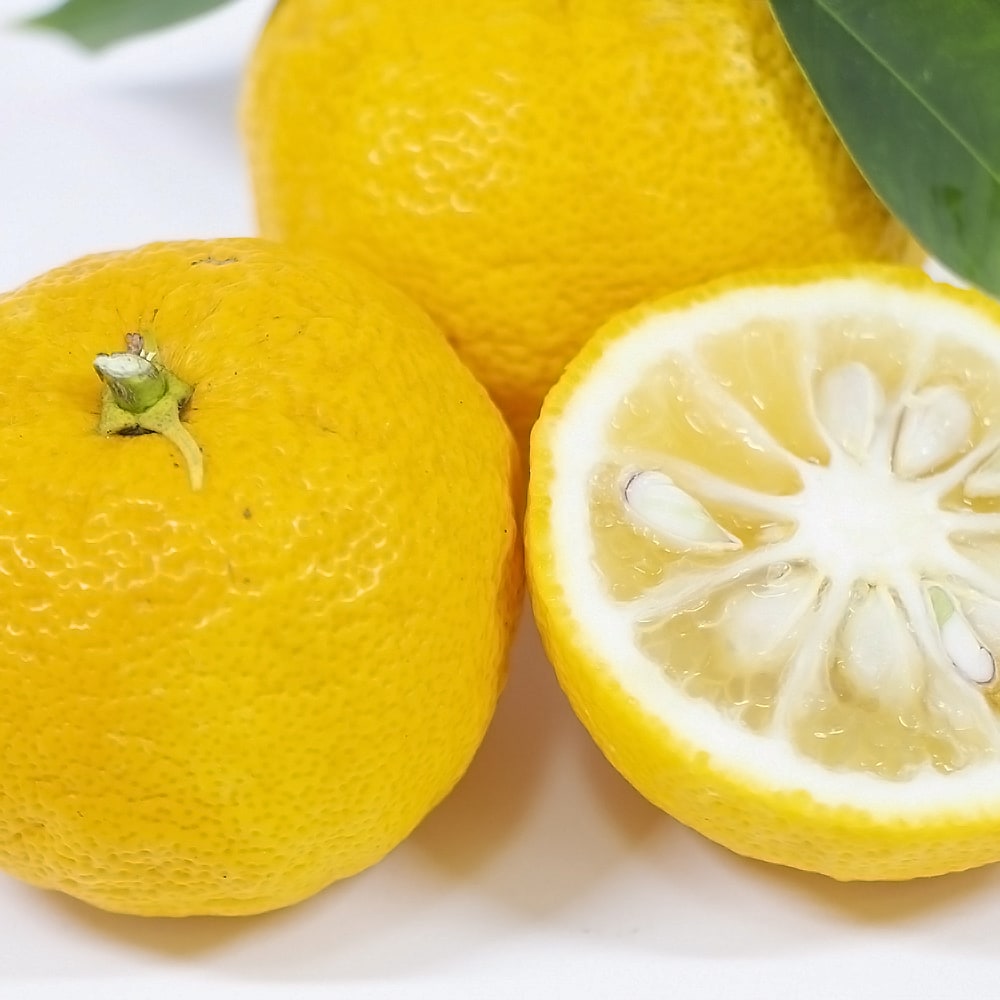 柑橘 本柚子 （本ユズ） 4