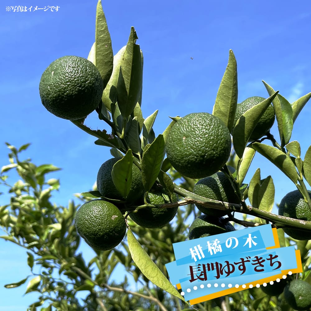 香酸柑橘類 長門ゆずきち 苗 通販 苗木部 By 花ひろばオンライン