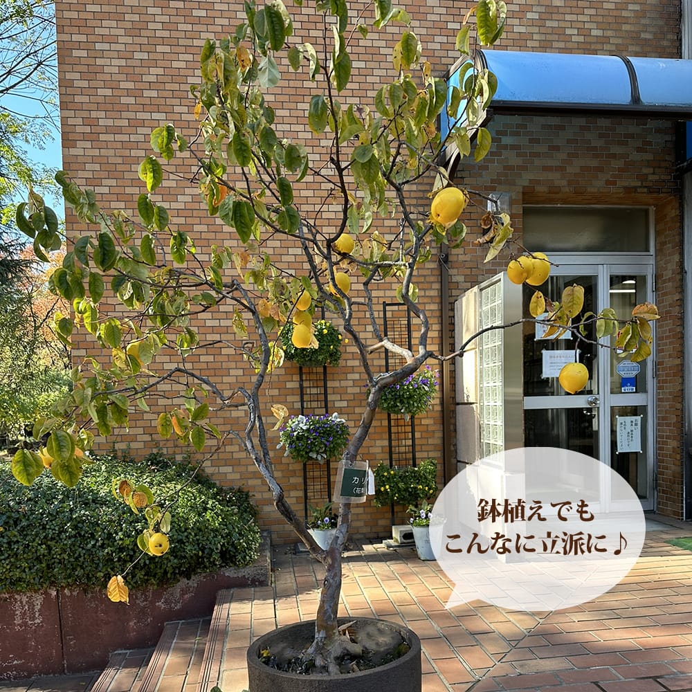 カリン 在来種 3