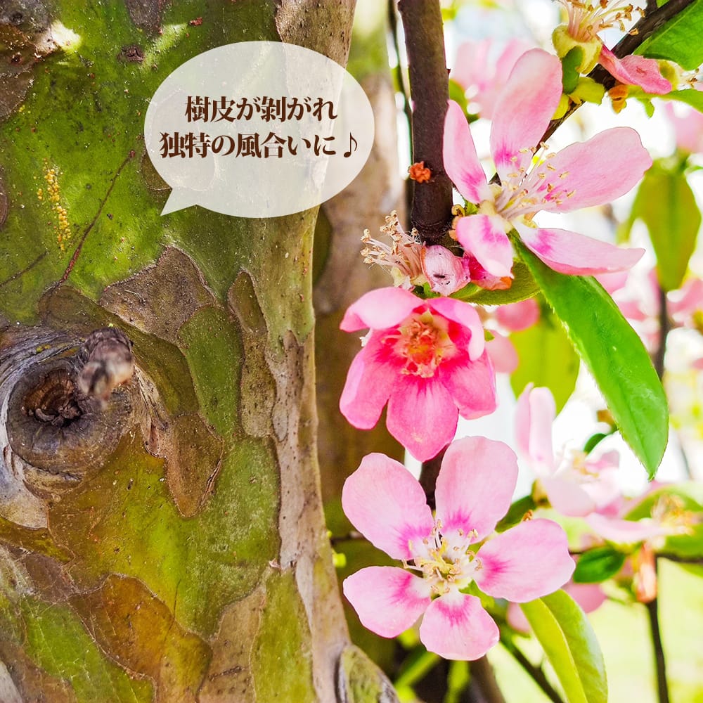 カリン 在来種 1