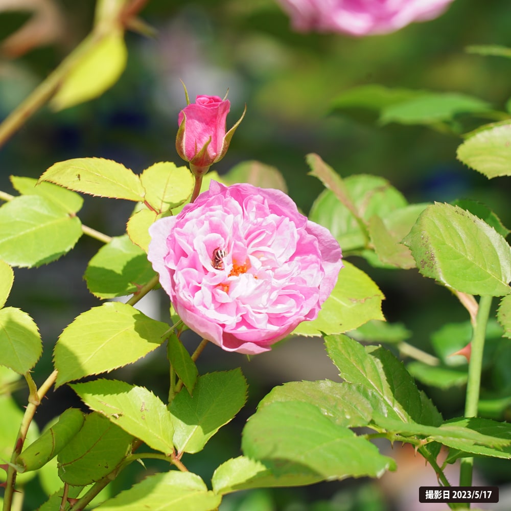 バラ ラファエル 2