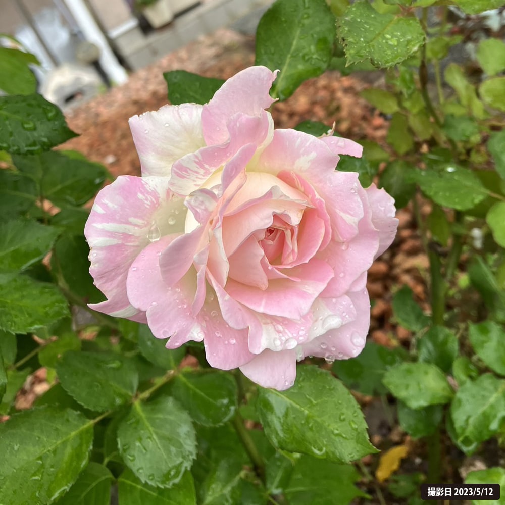 バラ ミルフィーユ 2