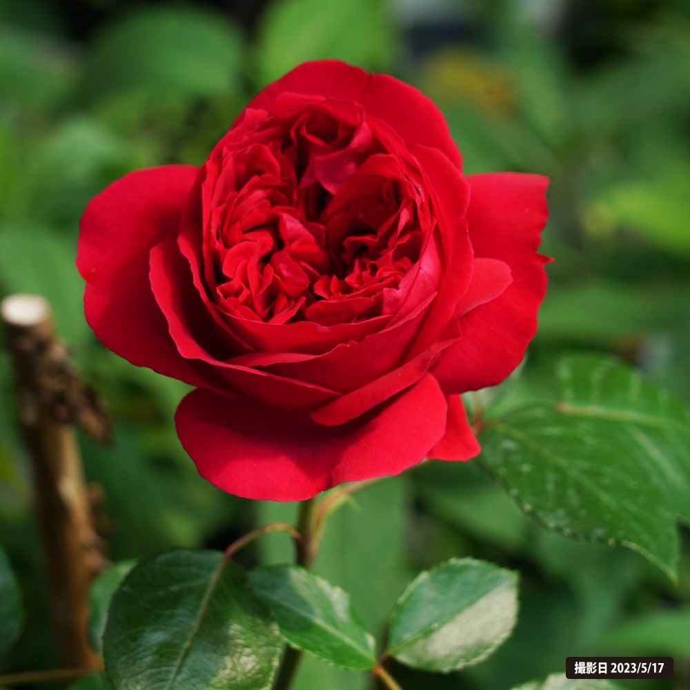 バラ ルージュピエールドゥロンサール 1