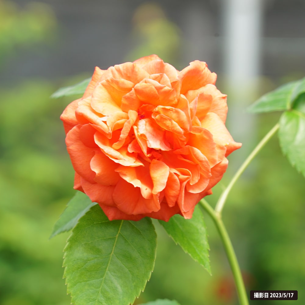 バラ オランジュリー 3