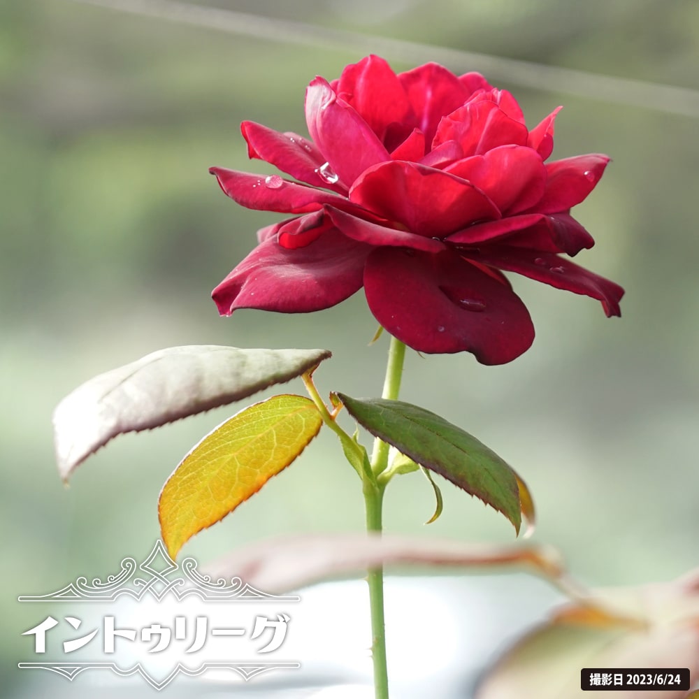 バラ イントゥリーグ 