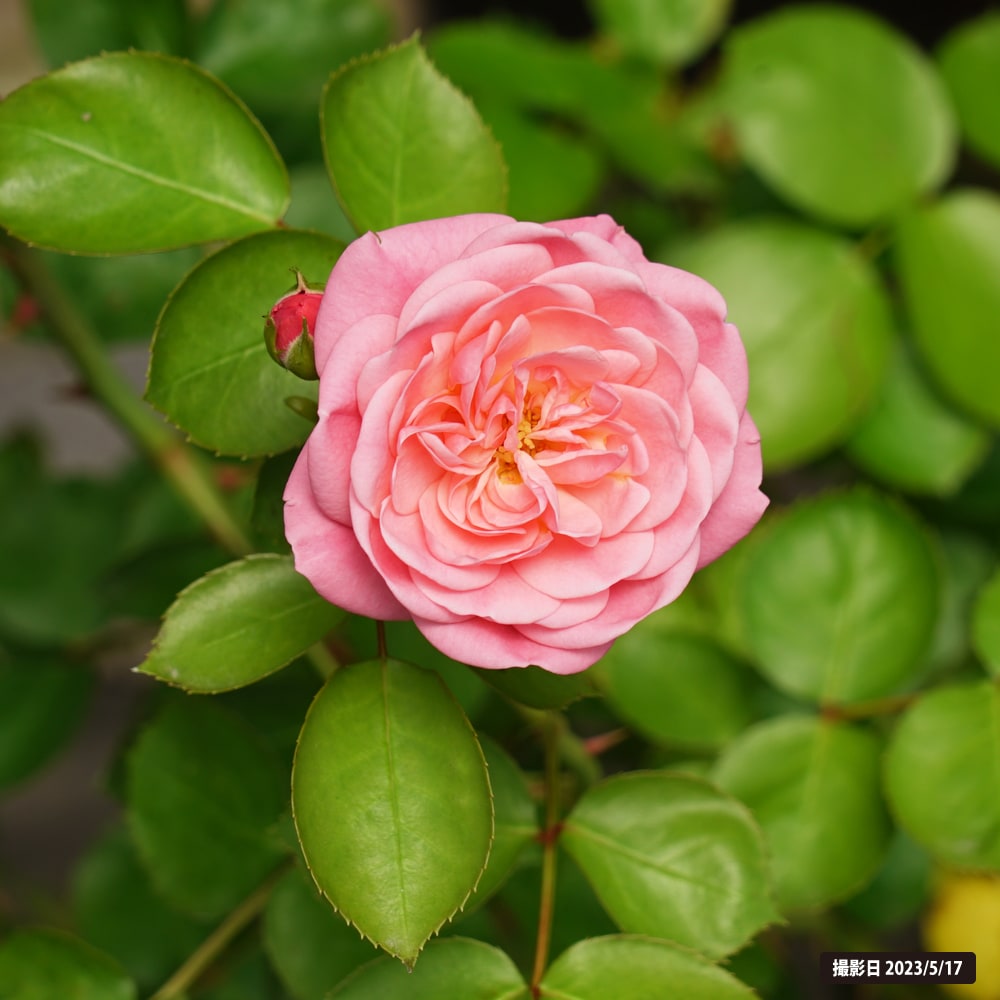 バラ バイランド 2