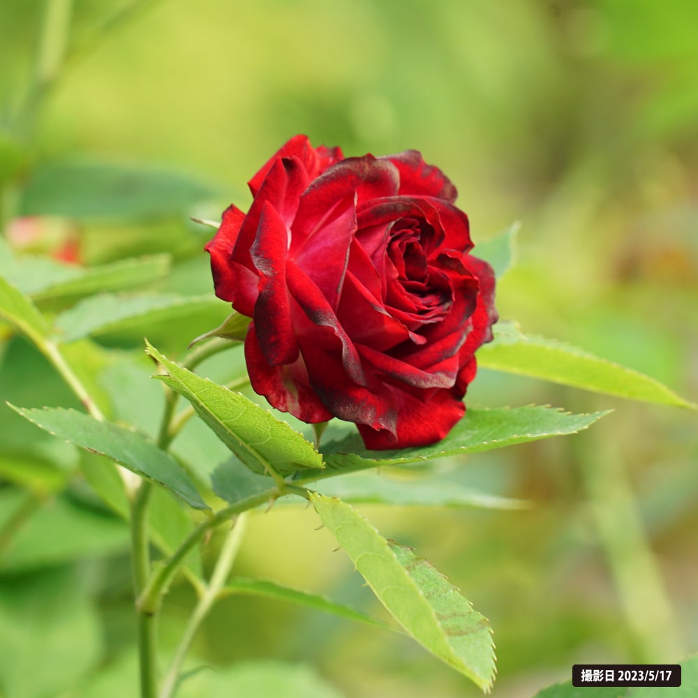 バラ デュエット バルコニア 2