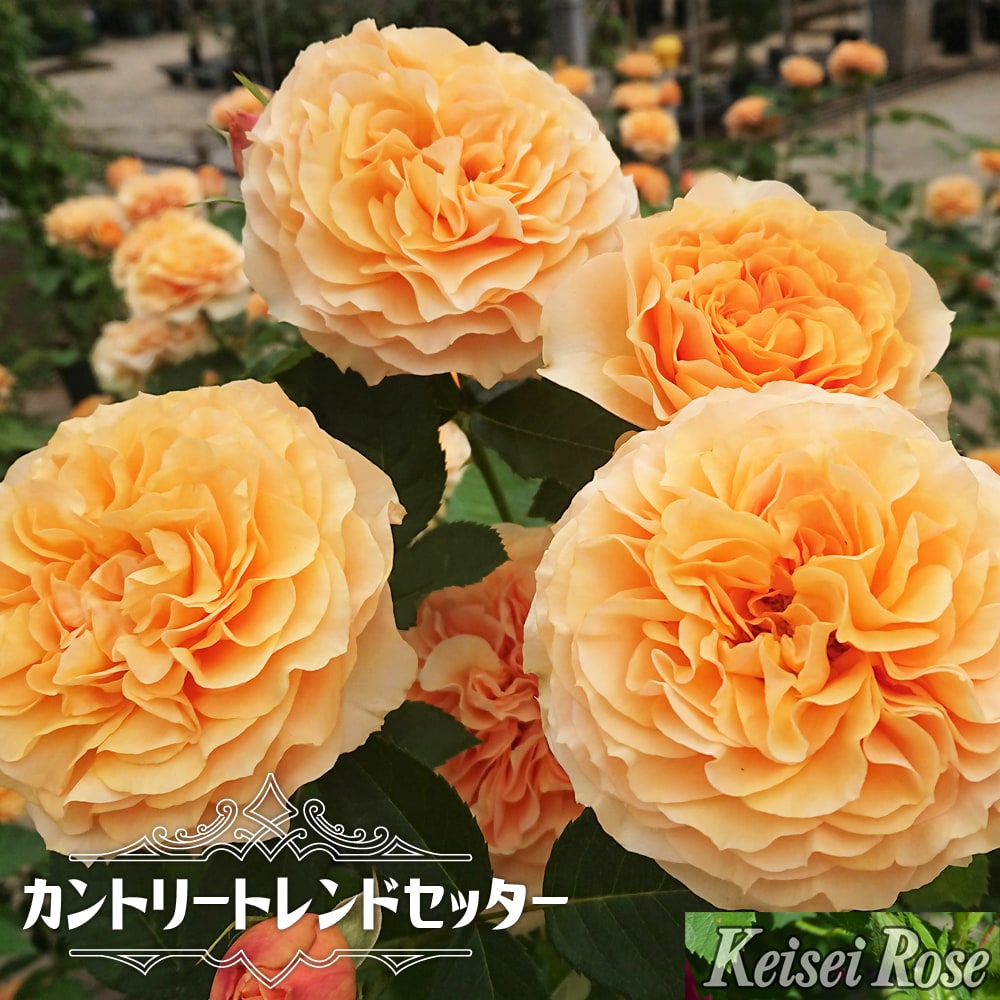 バラ カントリートレンドセッター 