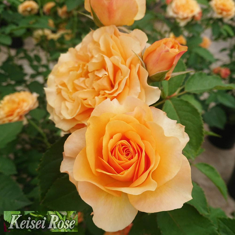 バラ カントリートレンドセッター 2