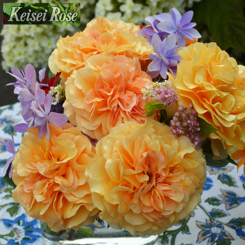 バラ カントリートレンドセッター 3