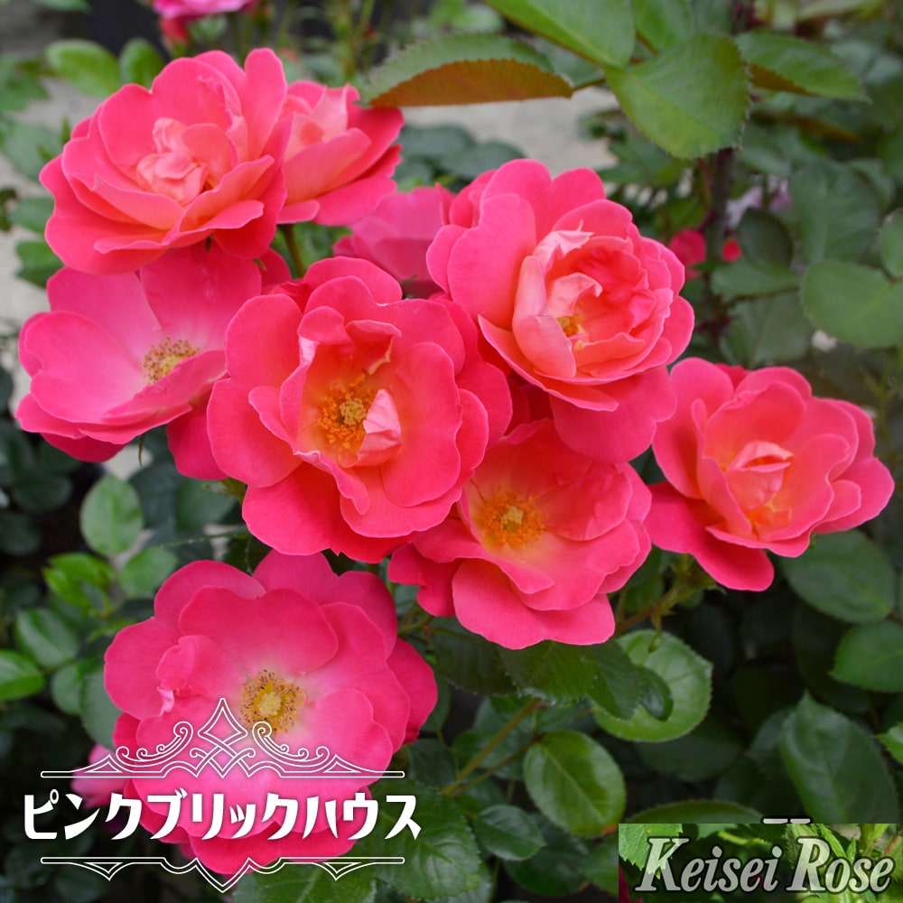 バラ ピンクブリックハウス FL フロリバンダの通販 苗木部 By 花ひろば