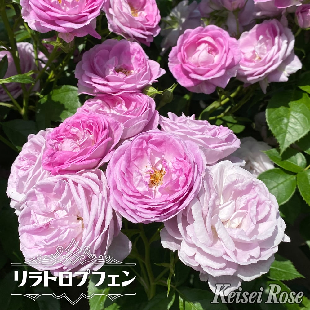 バラ リラトロプフェン 