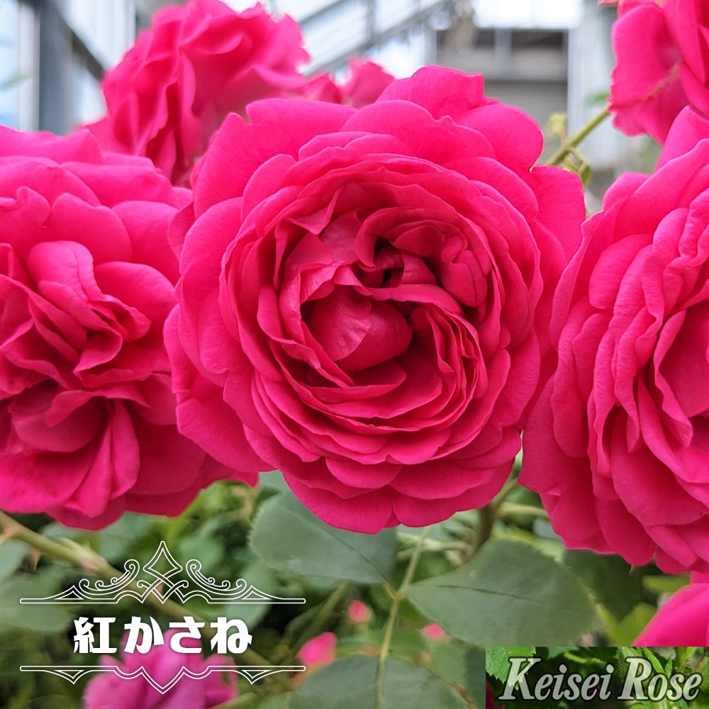 バラ 紅かさね 