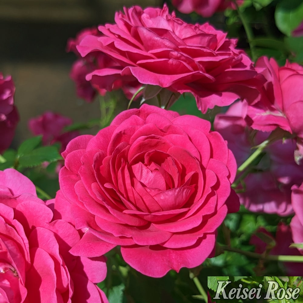 バラ 紅かさね 2