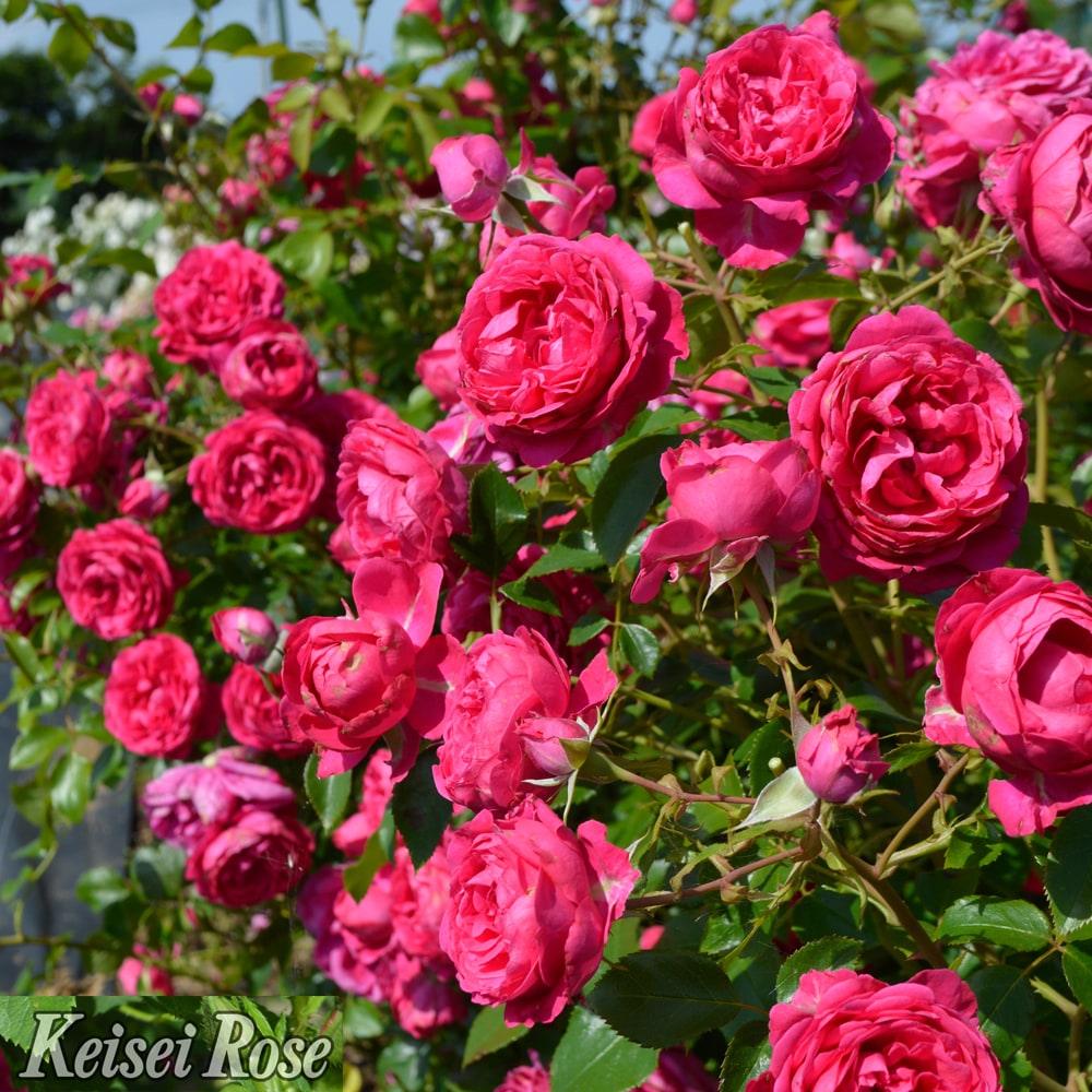 バラ 紅かさね 3