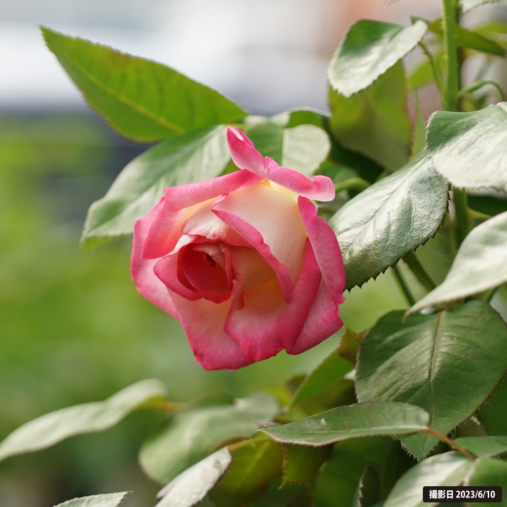 バラ カリフォルニアドリーミング 1