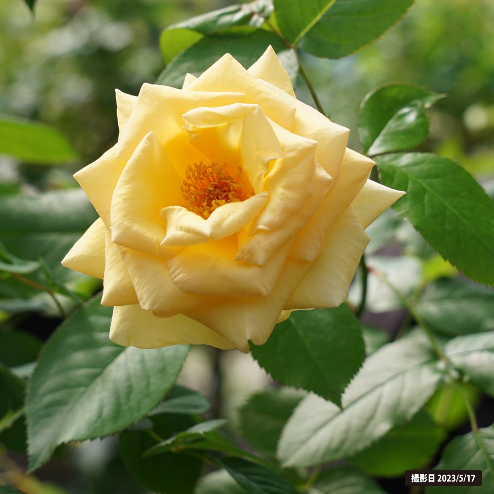 バラ アンドレ グランディエ 3