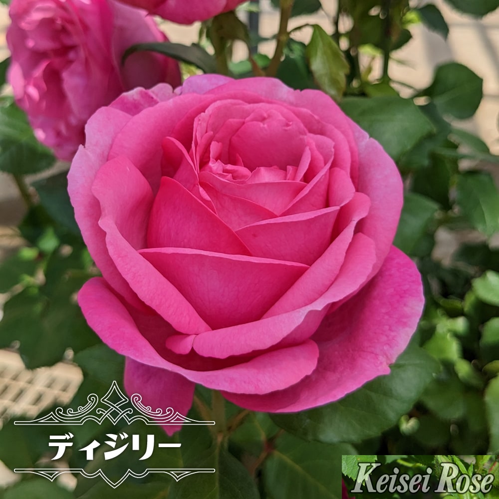 バラ ディジリー 