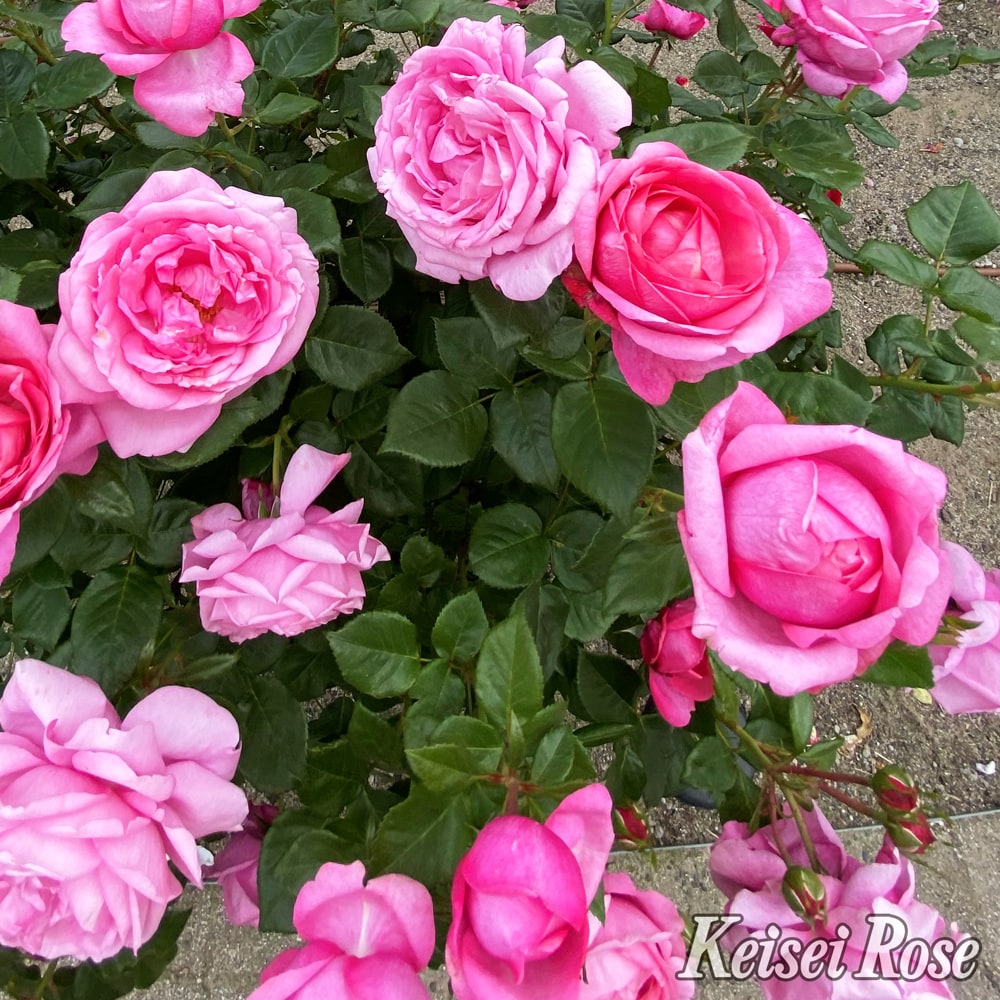 バラ ディジリー 1