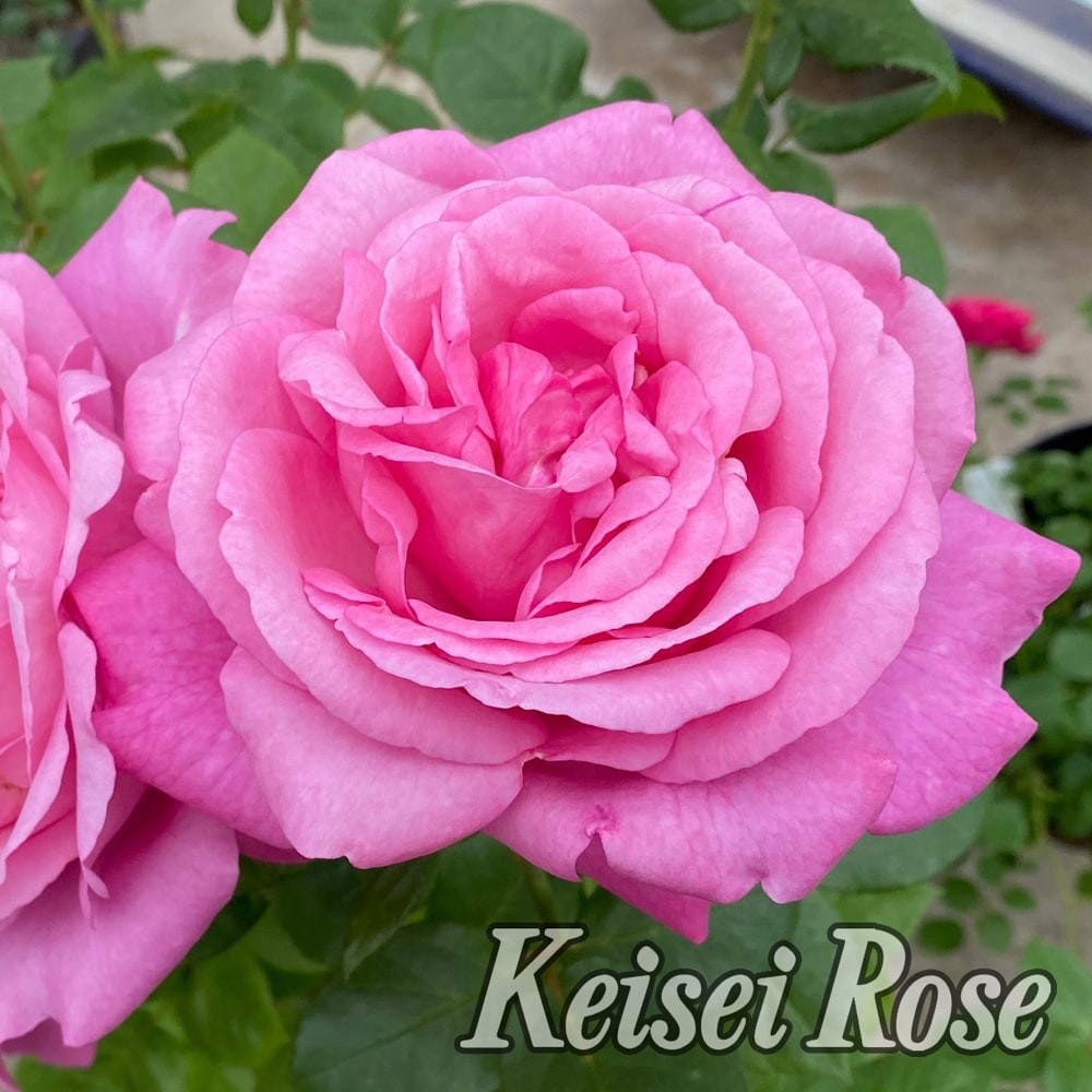 バラ ディジリー 2