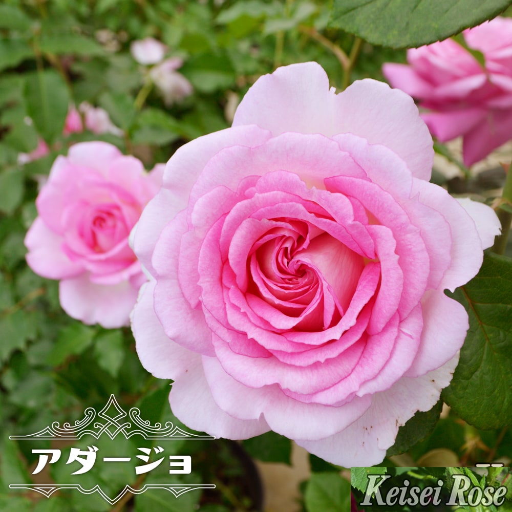 バラ アダージョ HT ハイブリッドティーの通販 苗木部 By 花ひろば
