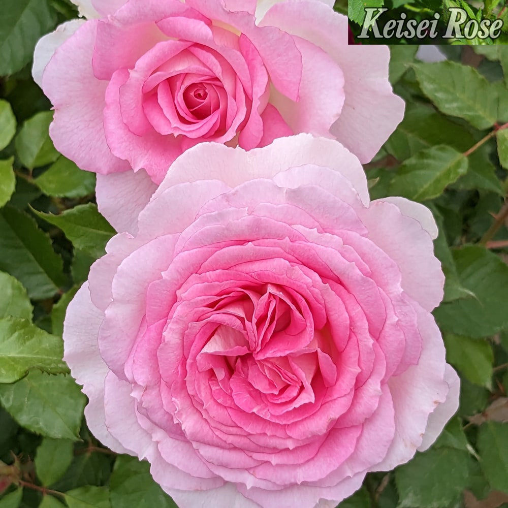 バラ アダージョ 1