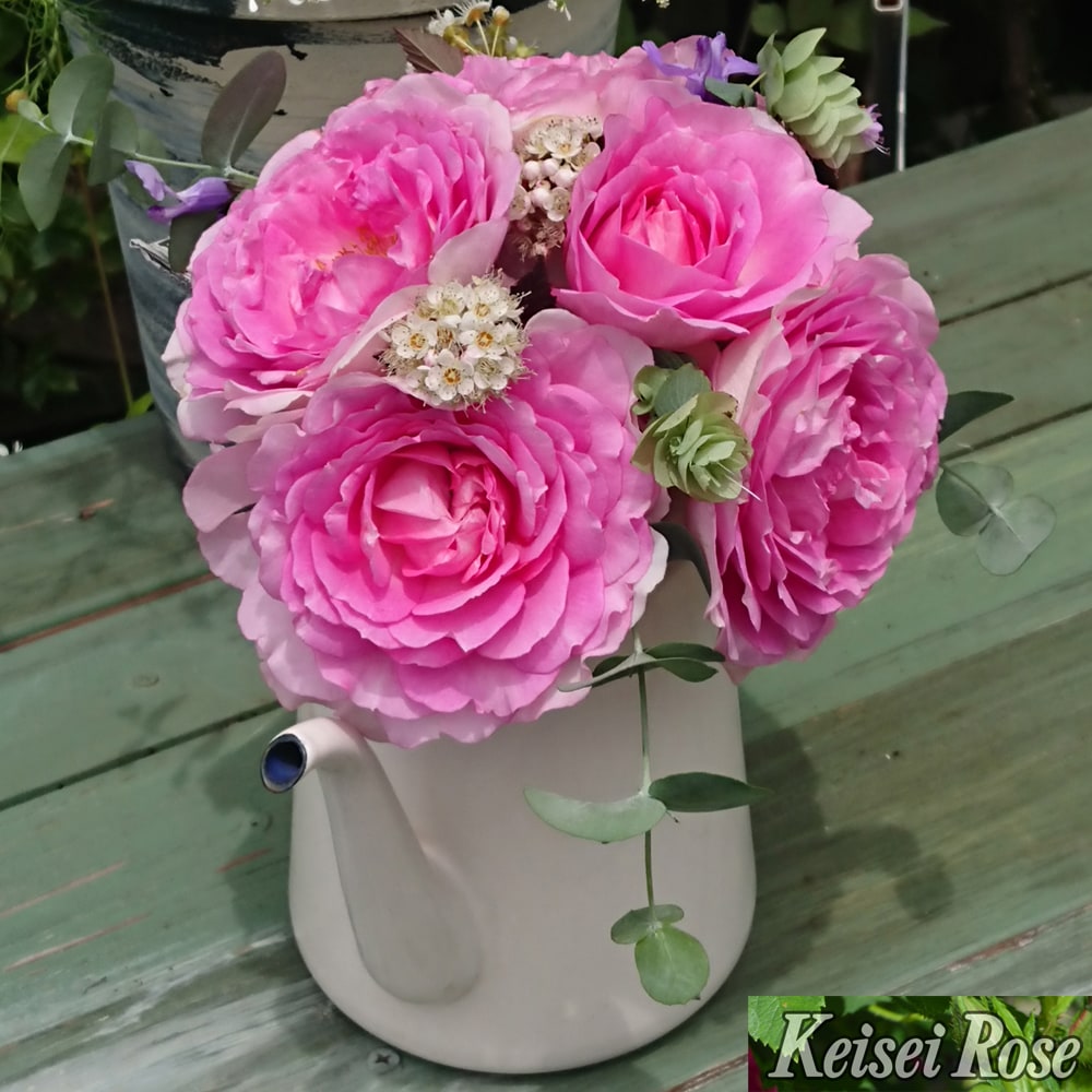 バラ アダージョ 2