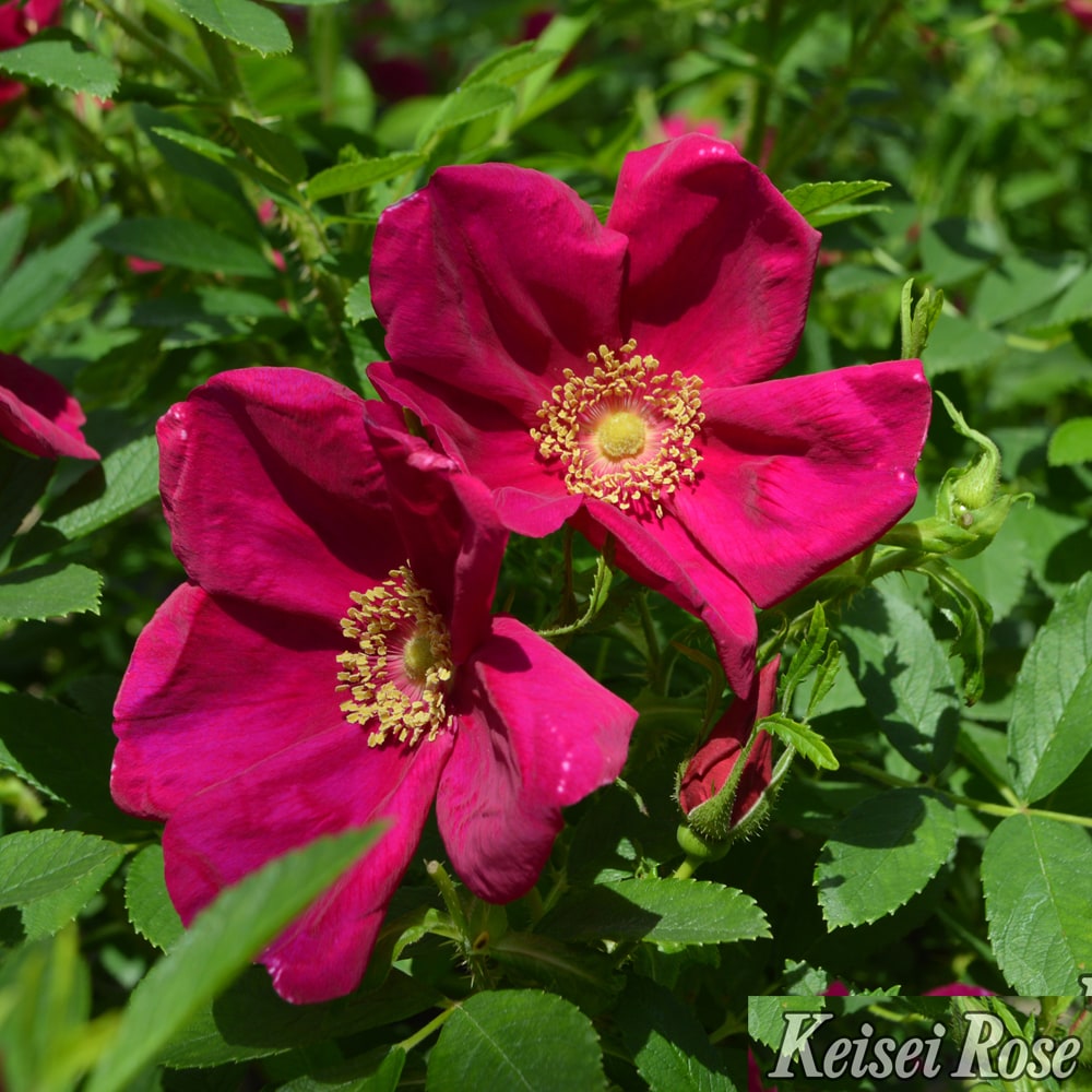 バラ ピューティア 2