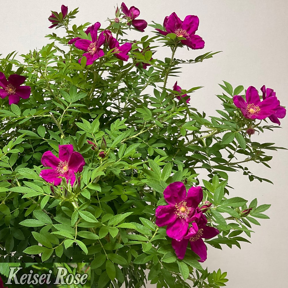 バラ ピューティア 3