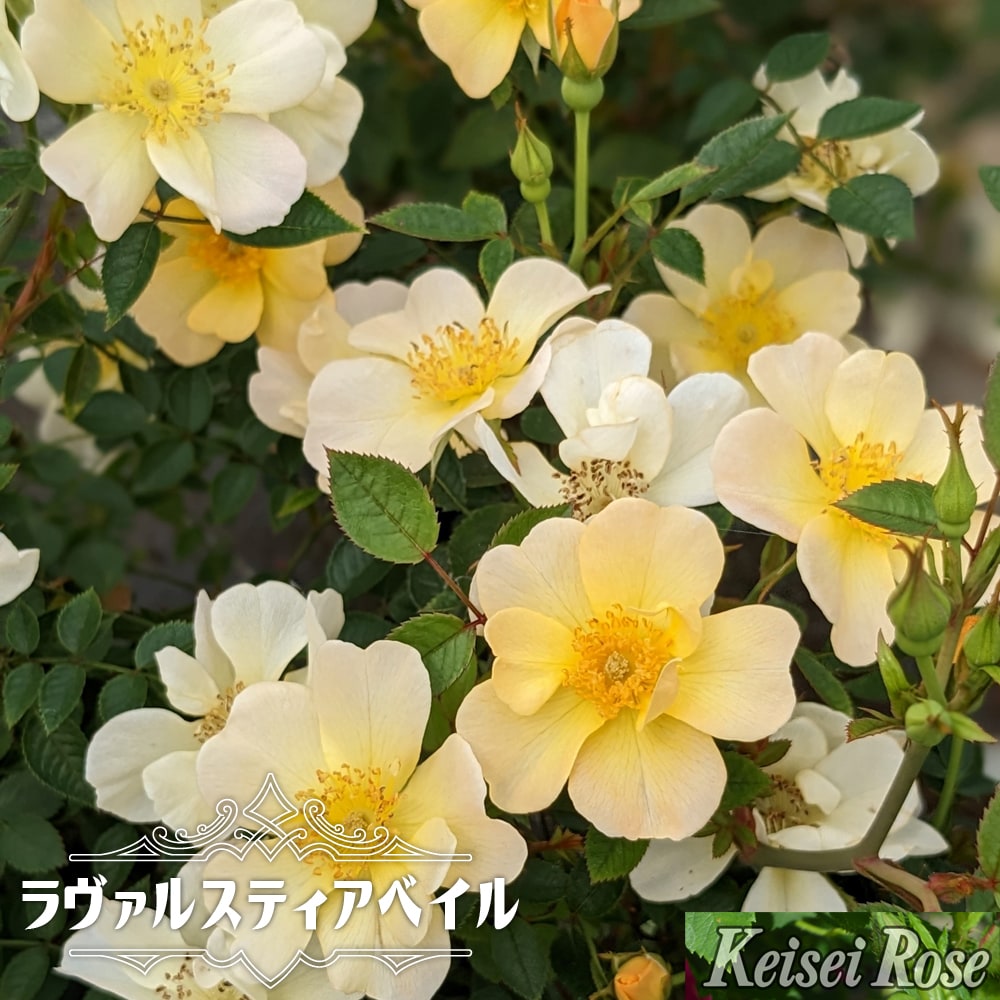 バラ ラヴァルスティアベイル 