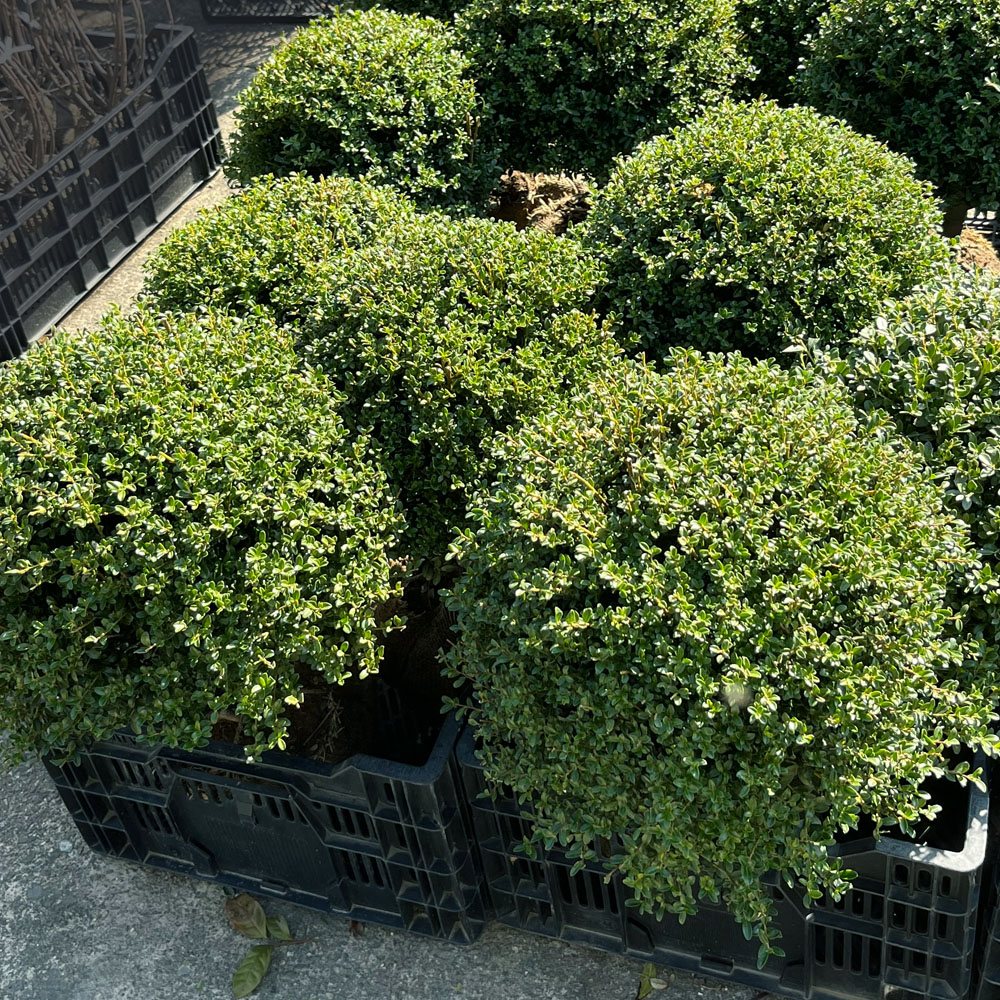 イヌツゲ キンメツゲ 4