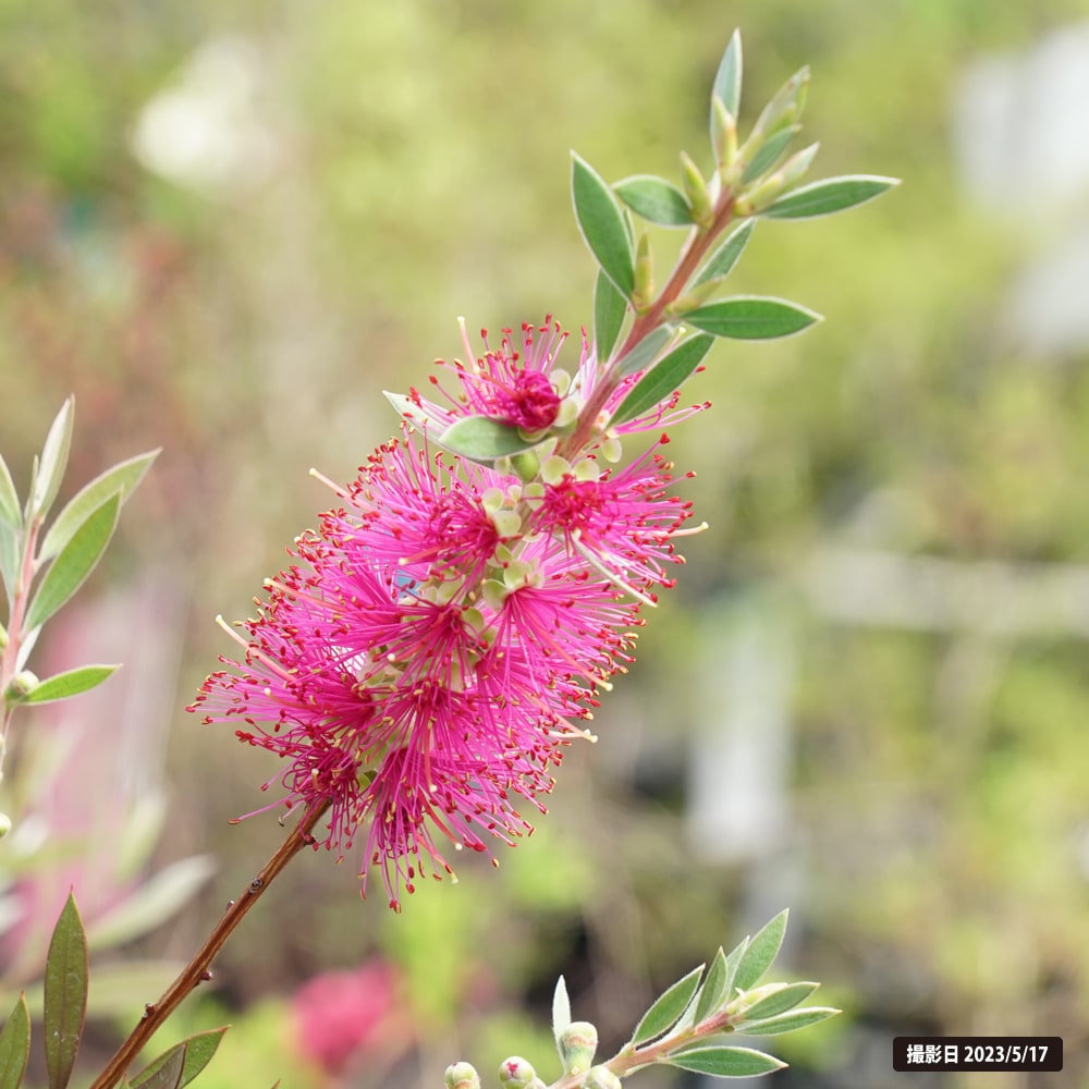 キンンポウジュ パープルスプレンダー 2