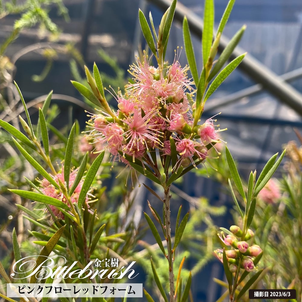 キンンポウジュ ピンクフローレッドフォーム 