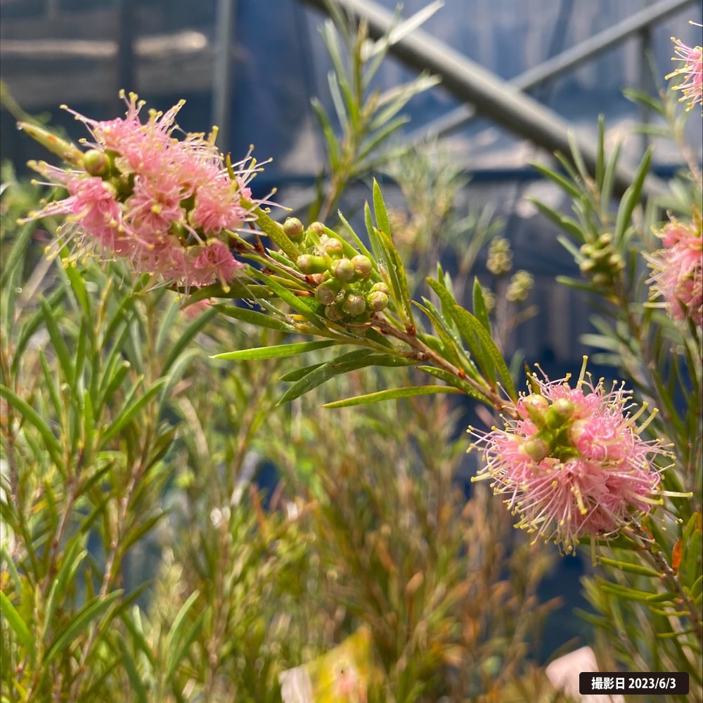 キンンポウジュ ピンクフローレッドフォーム 1